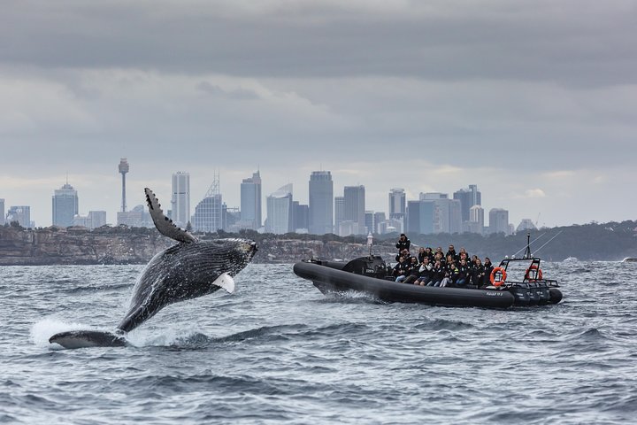Sydney Whale-Watching by Speed Boat - New South Wales Tourism 