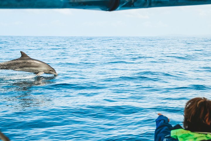 Cruise with Dolphins in Byron Bay - New South Wales Tourism 